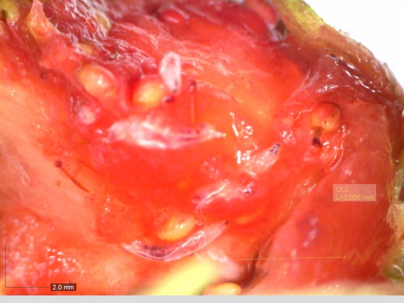 Inside of strawberry with small white larvae inside.