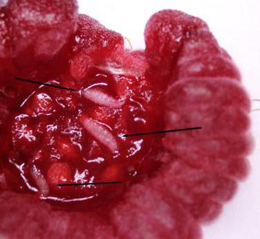 inside of raspberry with small white larvae throughout
