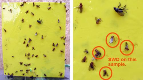 Yellow sticky card with fruit flies stuck to it.