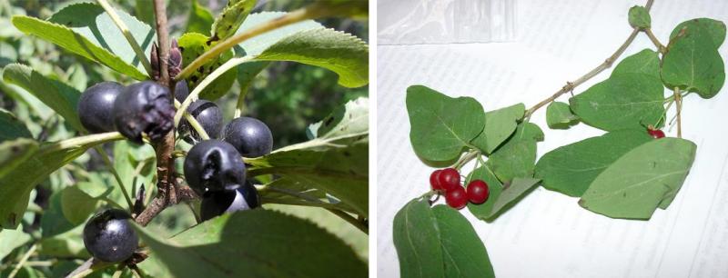 Two fruit plants size by side. The left has black berries and the right has red.