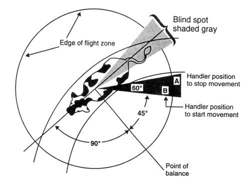 A diagram showing a dairy cow's flight zone. Call Tracey Erickson at 605-882-5140 for more information.
