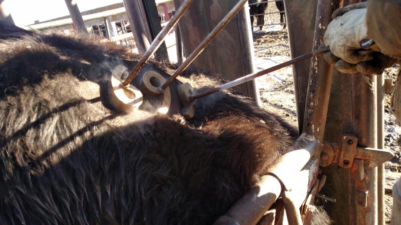 rancher freeze branding a heifer