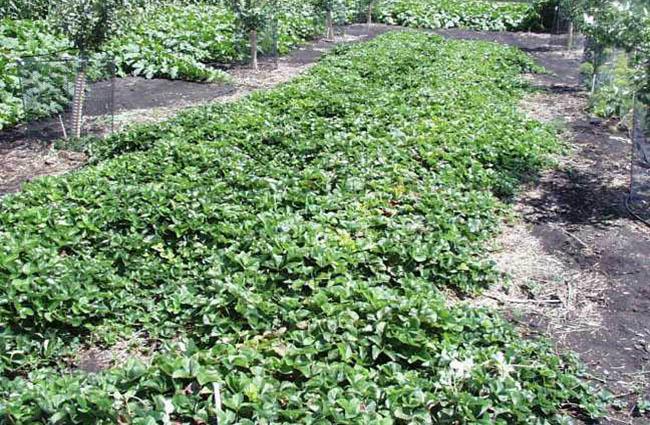 dense, bushy strawberry bed.