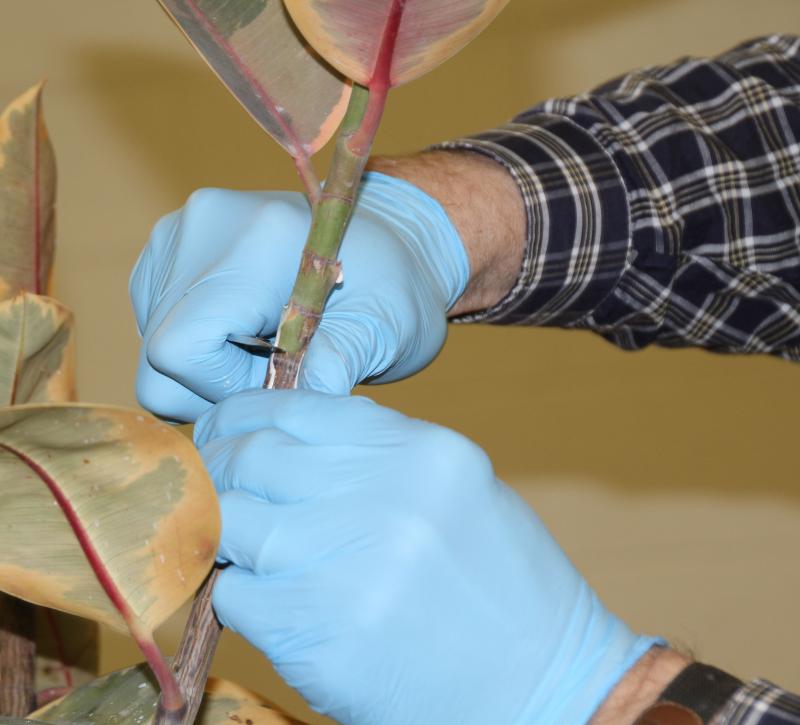a person cutting the stem of a plant while wearing blue latex gloves