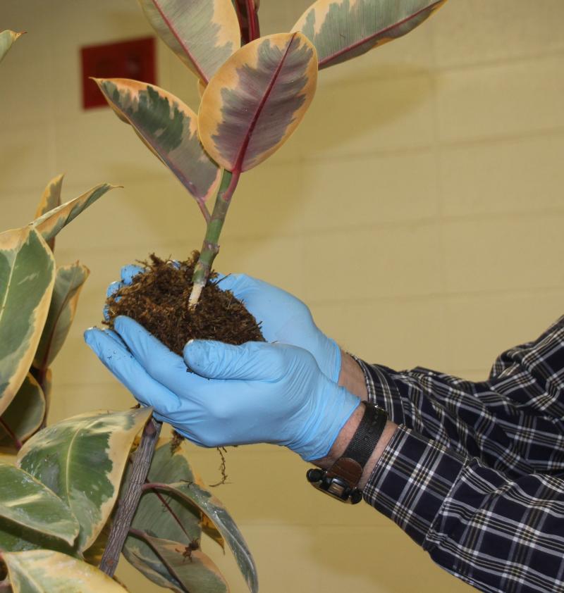 a person wrapping moss around a plant stem
