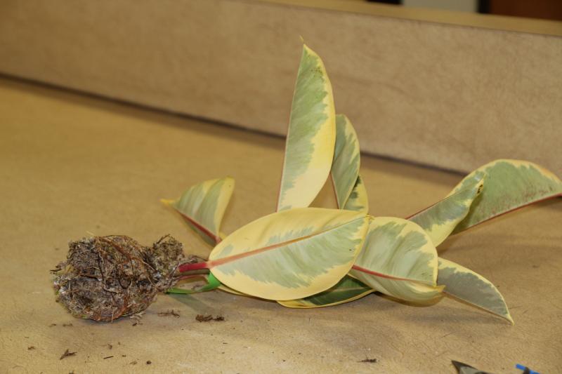 an image of a cut plant waiting to be repotted