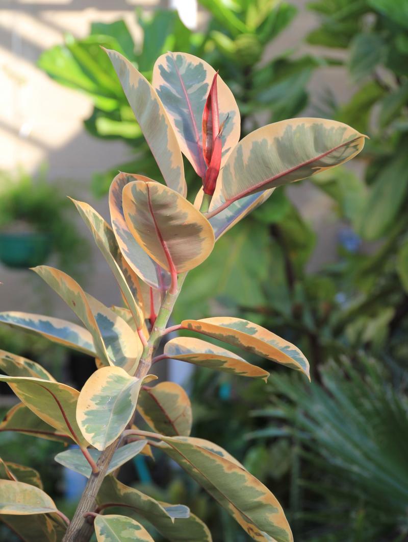 an image of a rubber tree stem branch