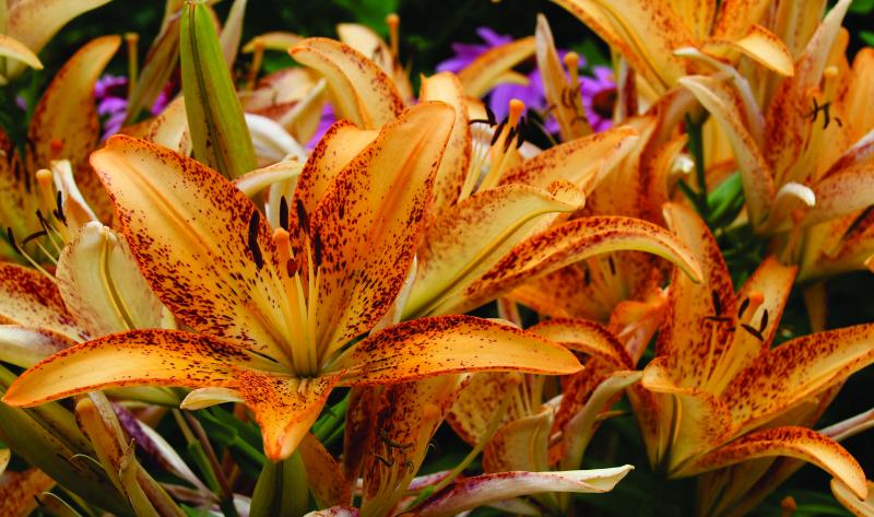 bright orange to dark orange lily with dark orange speckles