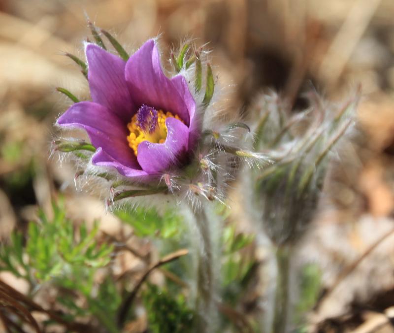 purple flower with yellow center and green, fuzzy stem