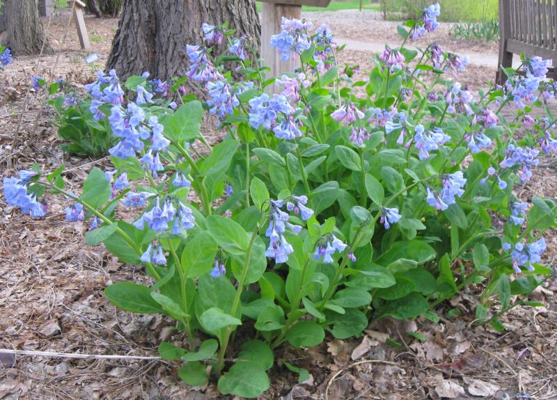 green, bushy plant with light violet-colored flowers