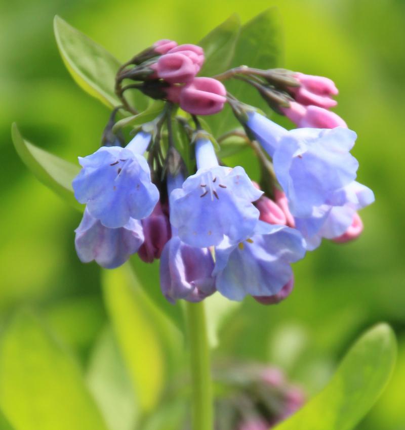 flower head with bell-shaped flowers that are light violet to pink in color