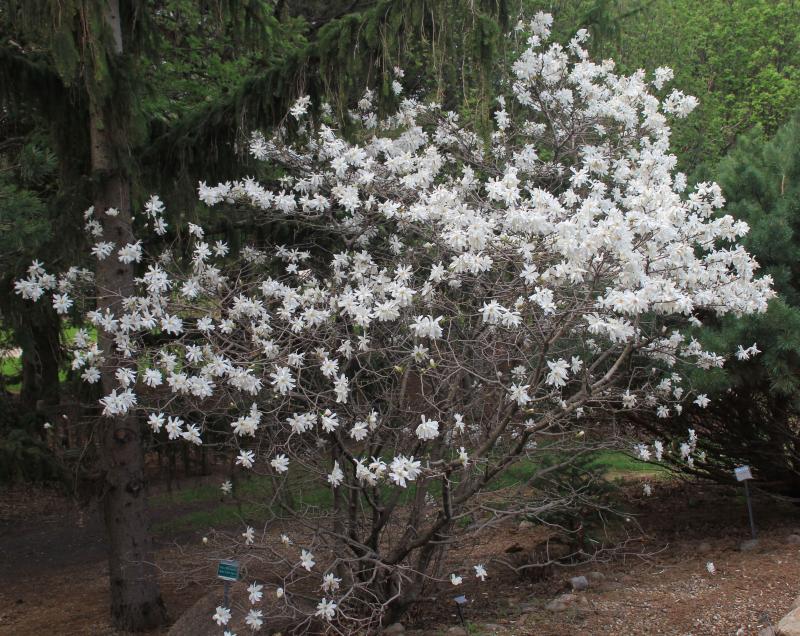 A bushy, brown to green plant with white flowers blooming throughout