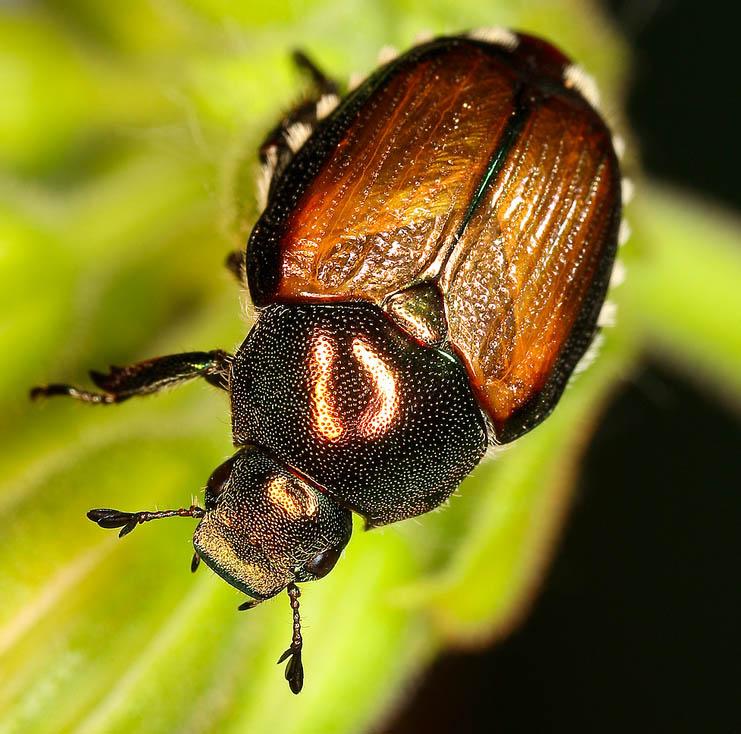 beetle with green head and red wings