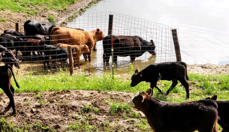 cows and calves separated by a fence