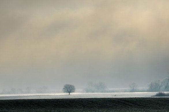 a winter wheat field in late winter with noticable flooding in the distance