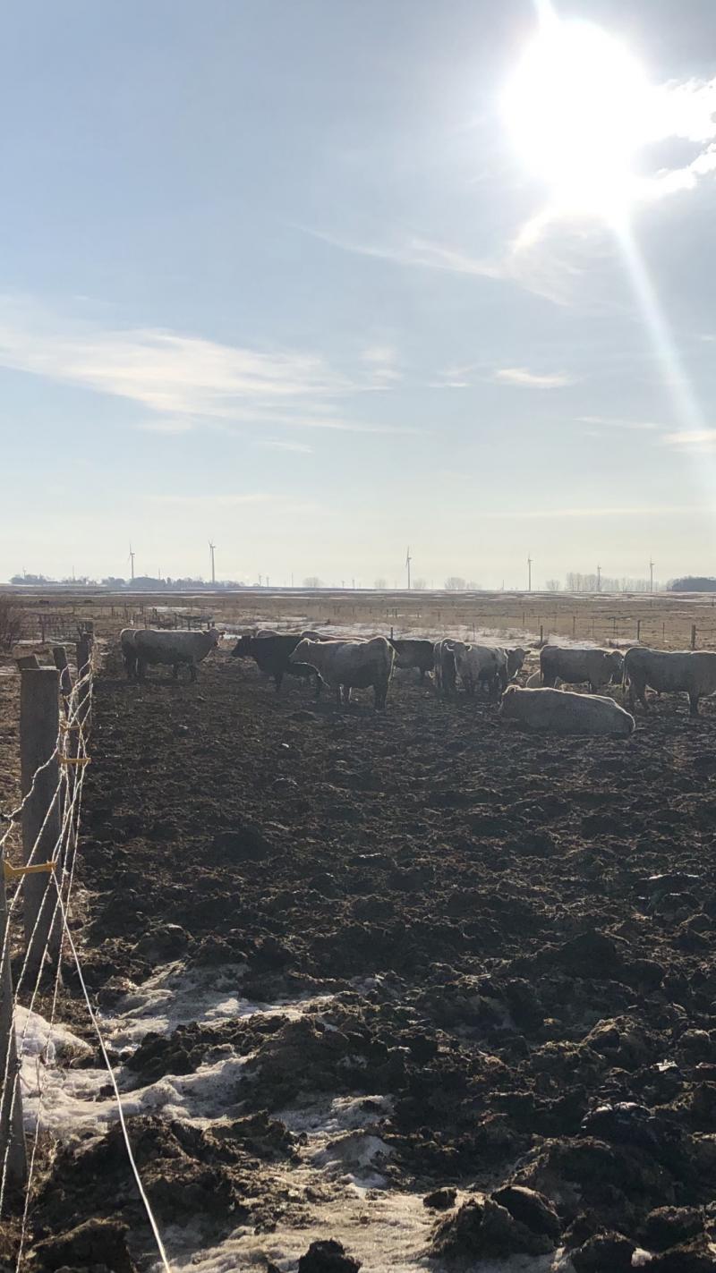 herd of cattle in a muddy pasture
