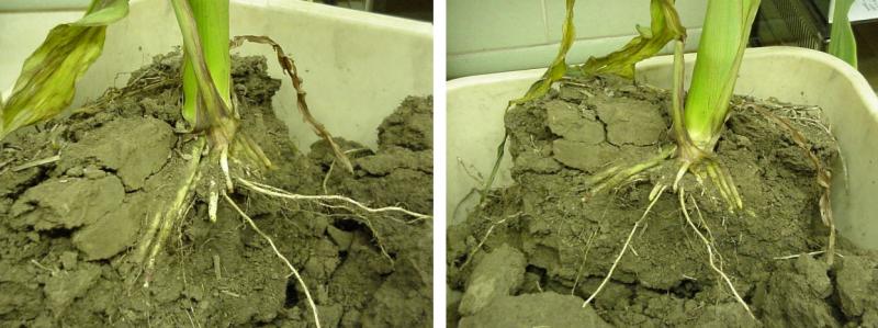 Side-by-side pictures showing the bottom part of a corn plant in soil with half of the roots exposed to show the seed trench (side-wall) compaction. The corn roots appear to be pancaked (stacked in a similar vertical plane) and struggling to grow out of the seed trench.