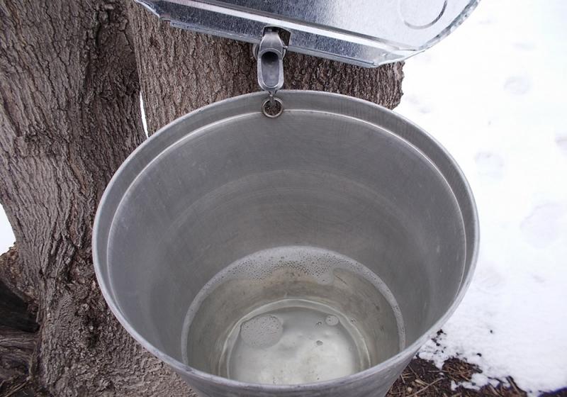 silver bucket hanging from a spile on a gray tree trunk