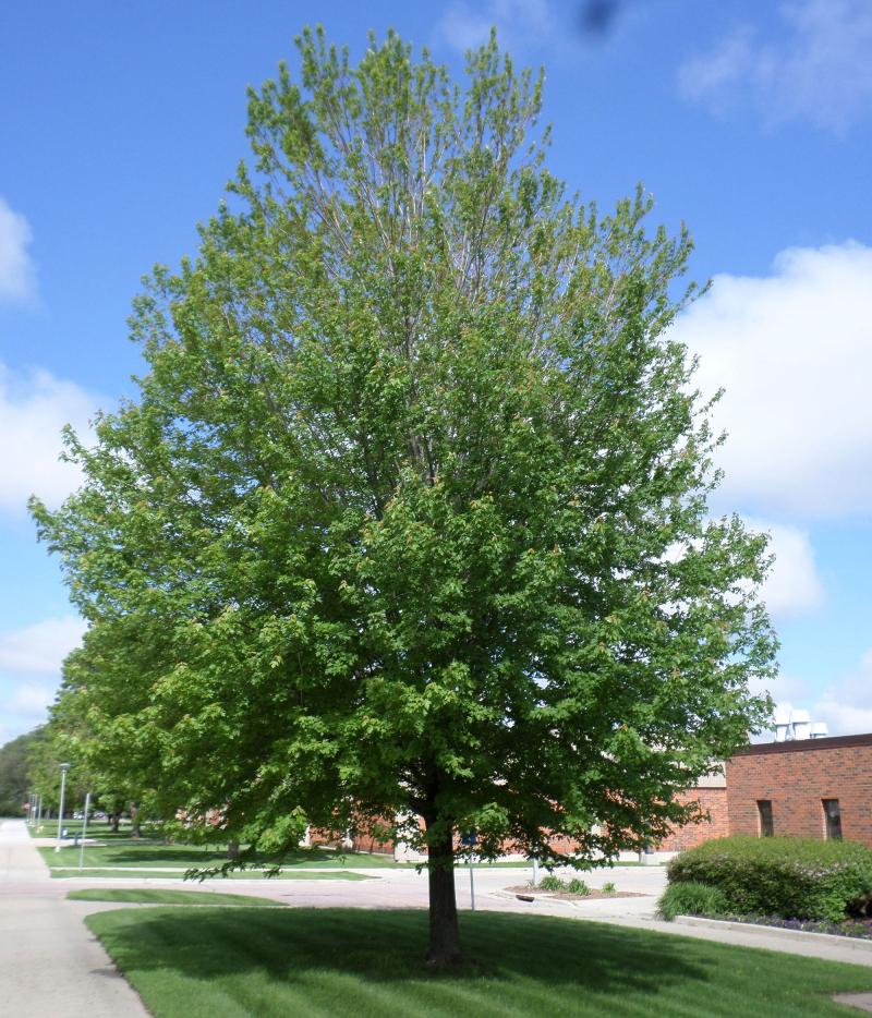 a maple tree with green leaves. the leaves are noticeably thinner near the top of the tree.