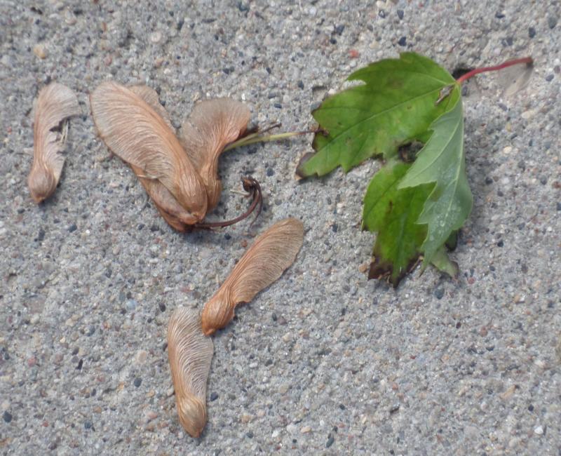 brown maple tree seeds and a green maple leaf with noticable browning due to frost damage.