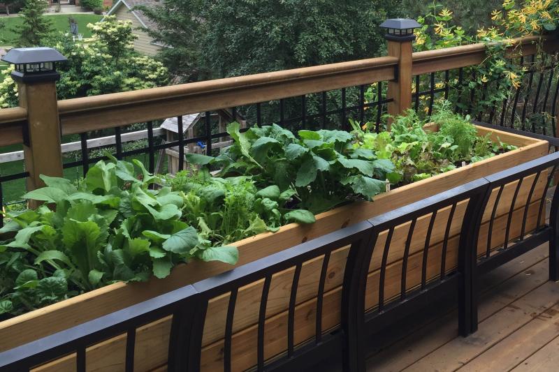raised bed planter on a wooden deck with a variety of small plants inside