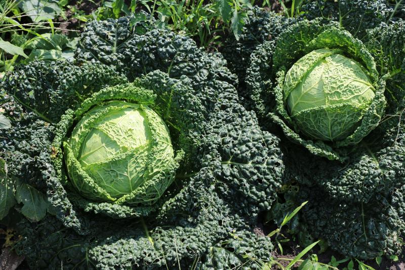 salad greens growing in a garden plot