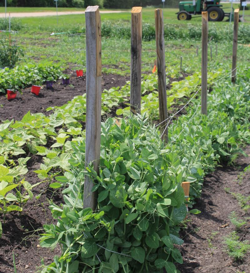green pea plants growing on netting between several wooden stakes