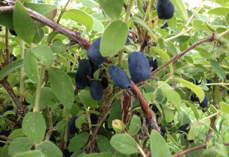 a shrub-like plant green leaves and dark purple, grape-like fruit