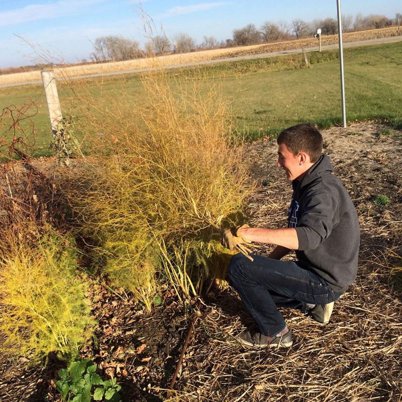 young man removing a ferny asparagus growth from its stem in the early fall.