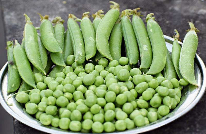 bowl full of freshly harvested garden peas. some are still in pods