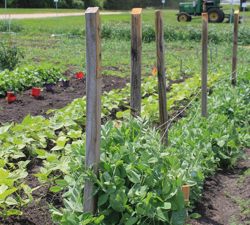 garden peas growing up netting placed between wooden stakes
