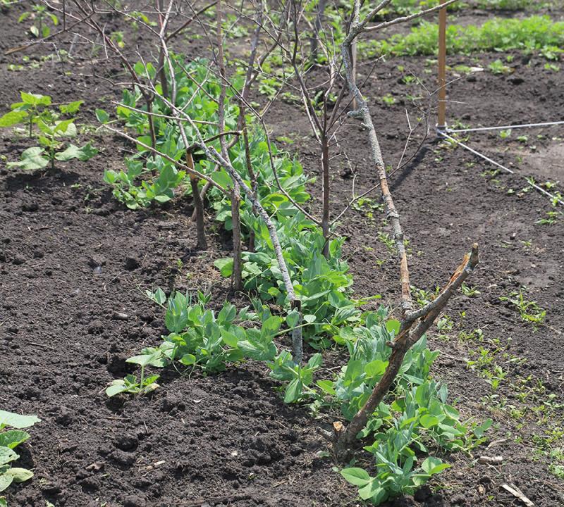 garden peas growing up small tree branches that have been driven into the ground.