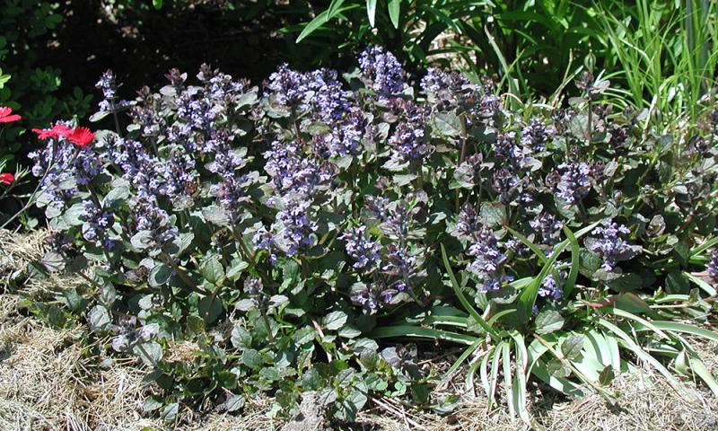 powdery green ground cover with delicate light purple flowers