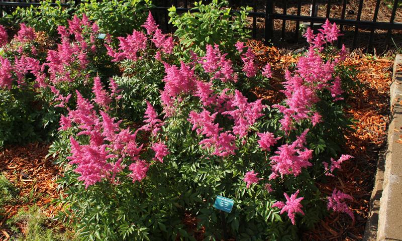 a bushy ground cover plant with spiring bright pink flowers