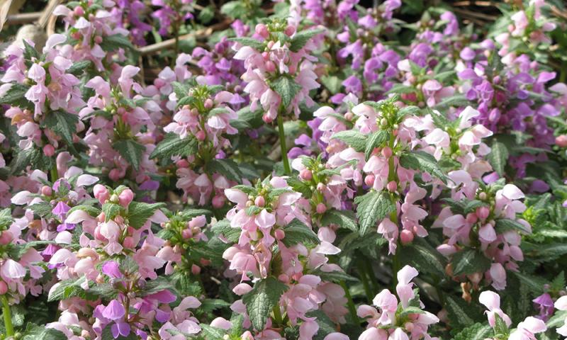 dense, flowery ground cover with green leaves and numerous delicate, white to pink flowers
