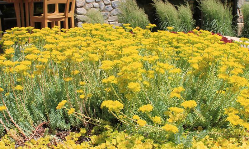 A dense plant with cane like stems and bright yellow flowers.