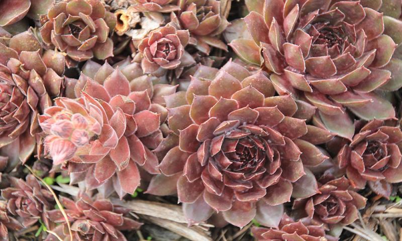 A flower-shaped succulent plant with burgundy to white leaves.