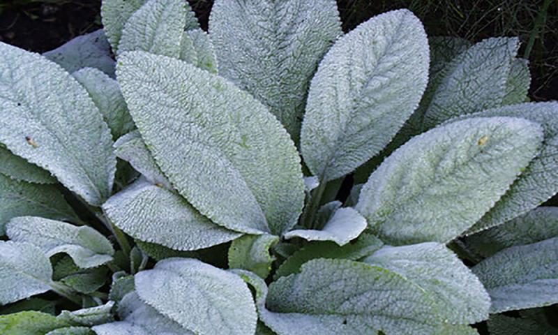 a leafy plant with big, fuzzy leaves that are white to green in color