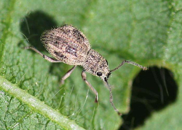 a brown to tan weevil with black eyes