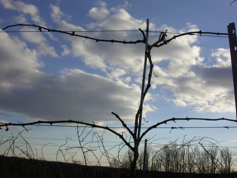 a well-pruned grape vine
