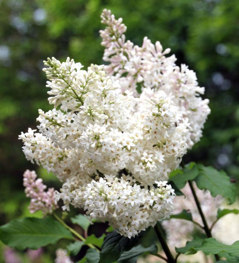a flowering lilac branch with delicate pink to white flowers