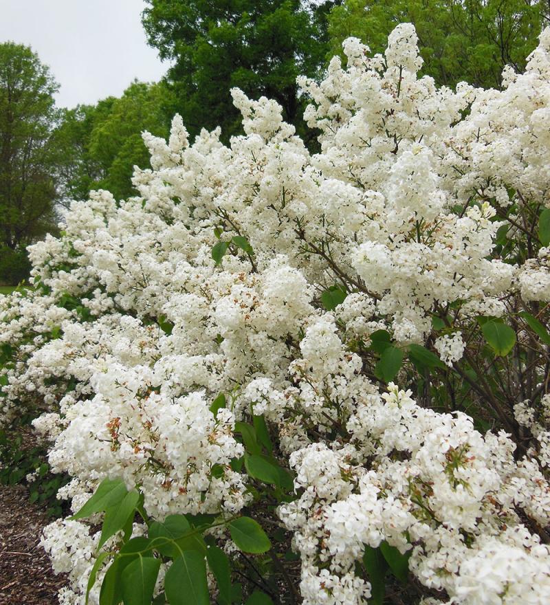 a lush, healthy lilac bush with loads of white flowers throughout