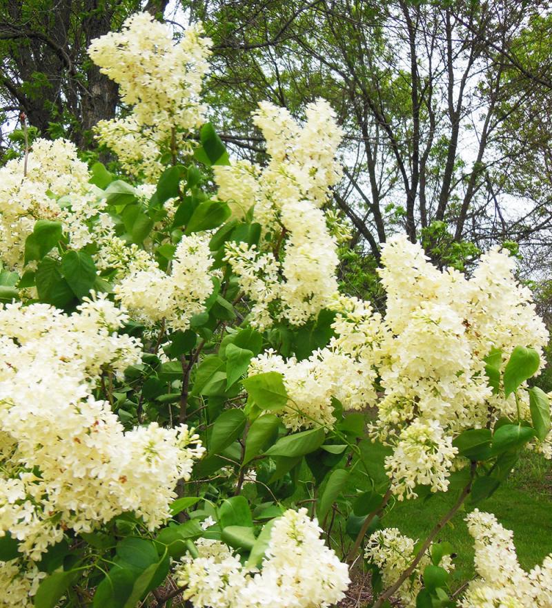 a lush lilac bush with delicat, soft yellow flowers throughout