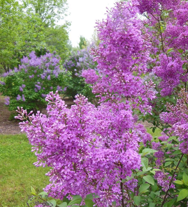 lilac bush with bright pink to lavender flowers growing throughout