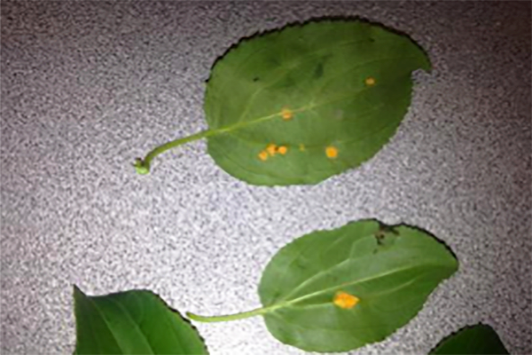 buckthorn leaves with small orange spots throughout