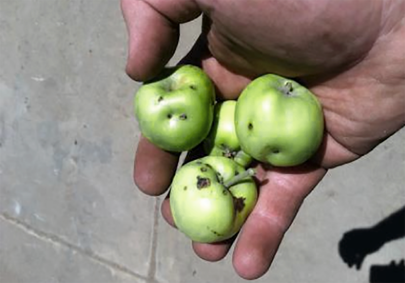 hand holding three green apples with a dimpled, lumpy appearance
