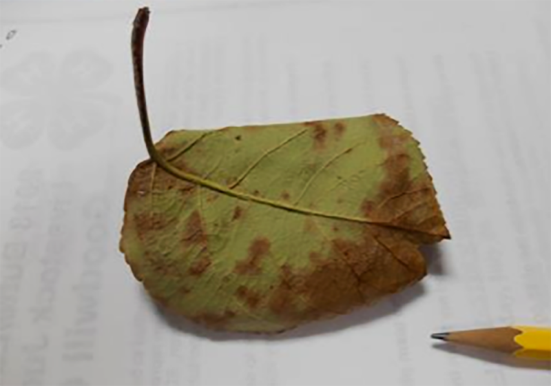 green apple leaf with velvety brown to olive spots