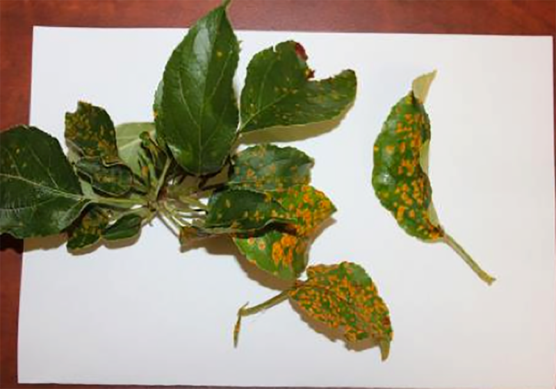 apple leaves with large, bright orange spots throughout