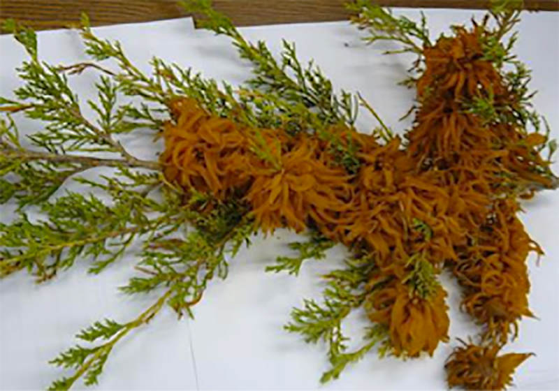 juniper branch with bright, orange, hook-like growths throughout