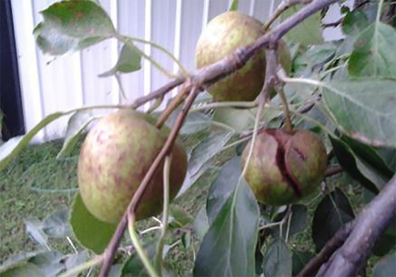 branch of apples. one apple has a large, deep crack down the center.